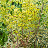 Rainbow Spurge (Euphorbia Ascot) - Ladybird Nursery