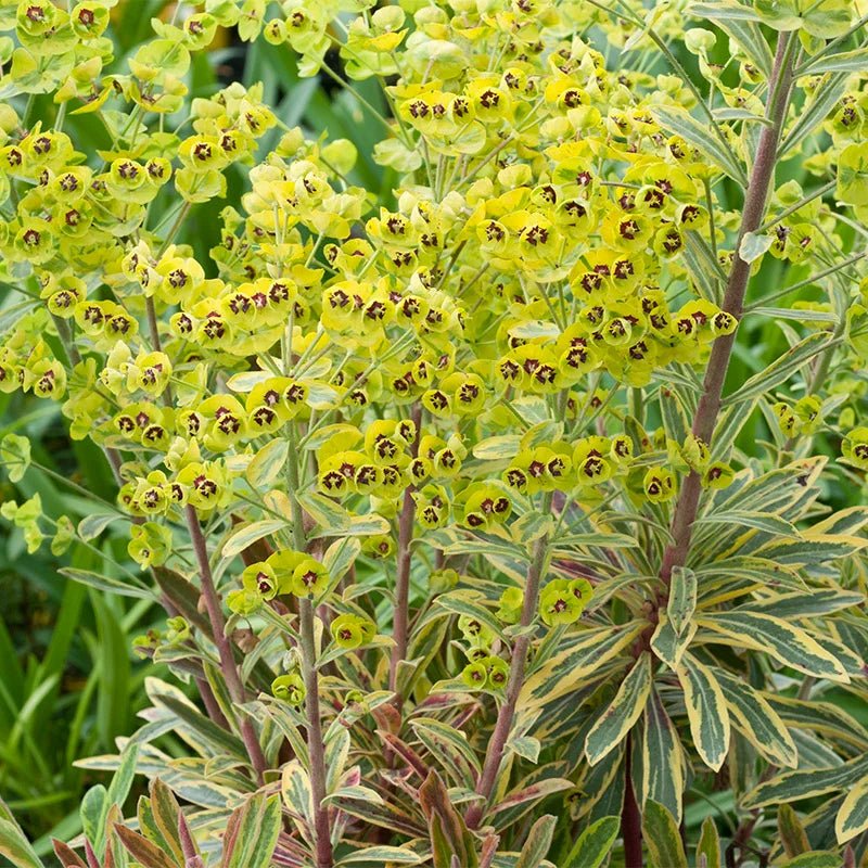 Rainbow Spurge (Euphorbia Ascot) - Ladybird Nursery