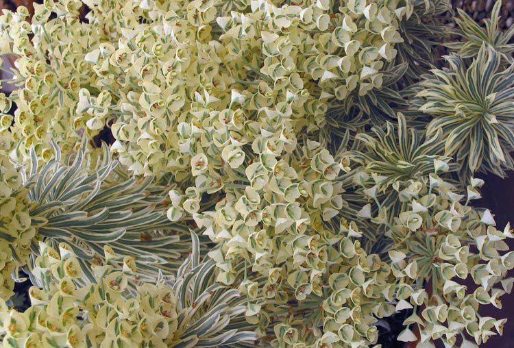 Tasmanian Tiger Spurge (Euphorbia characias) - Ladybird Nursery