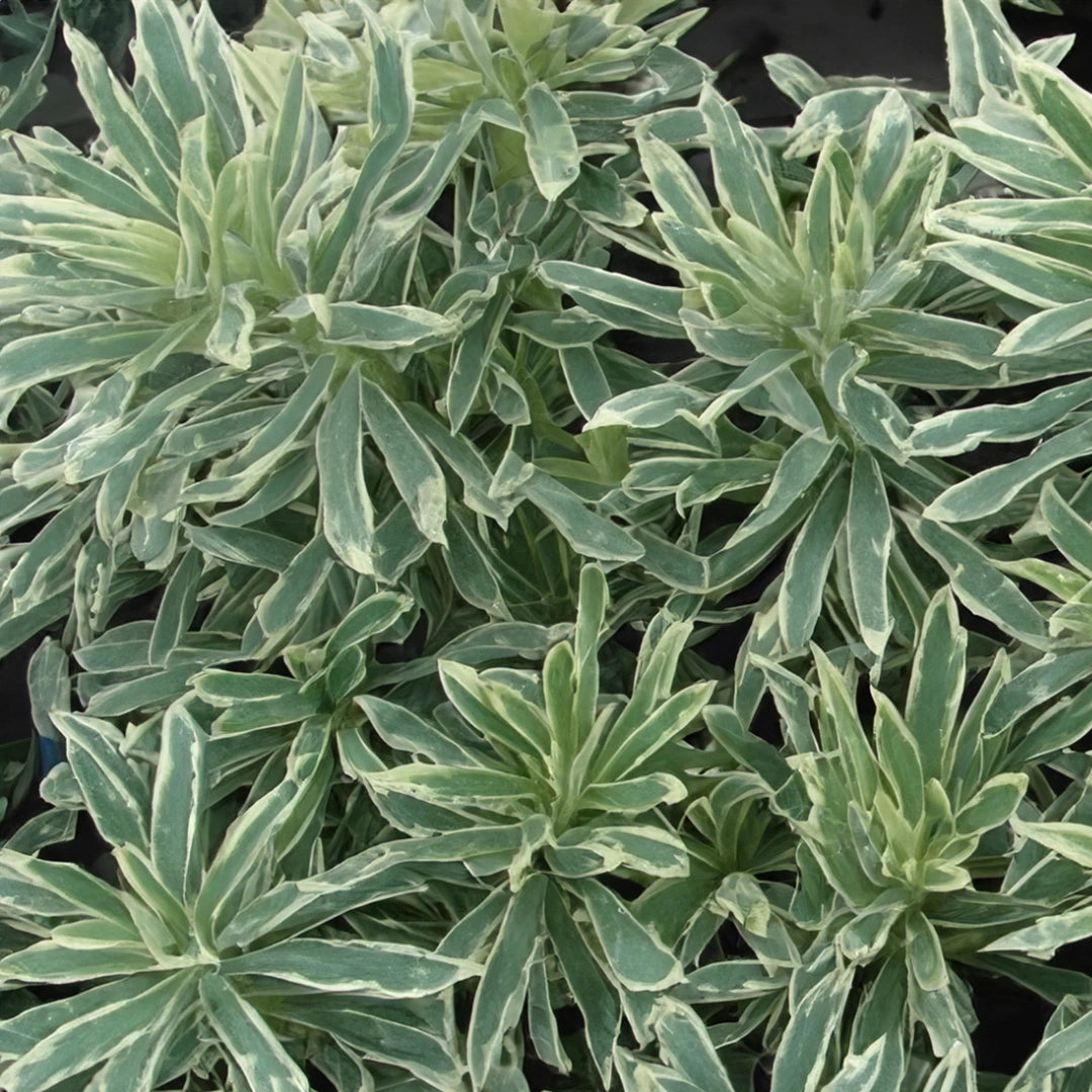 Silver Swan Spurge Wilcott (Euphorbia characias)