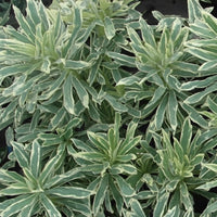 Silver Swan Spurge Wilcott (Euphorbia characias) - Ladybird Nursery
