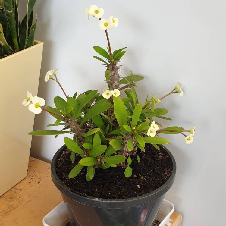 Dwarf Cream Crown of Thorns (Euphorbia milii) - Ladybird Nursery