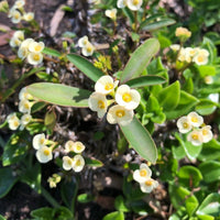 Dwarf Cream Crown of Thorns (Euphorbia milii) - Ladybird Nursery