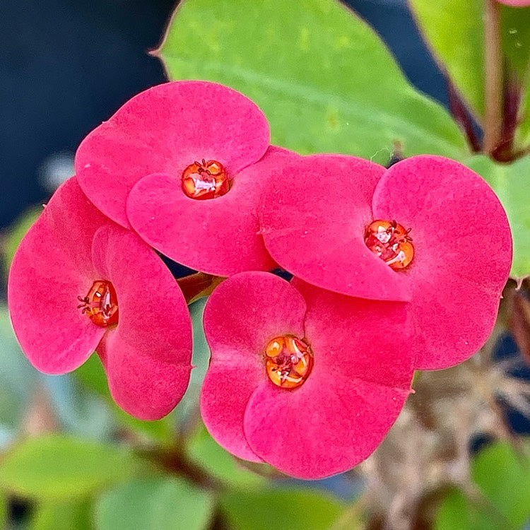 Venus Crown of Thorns (Euphorbia milii)