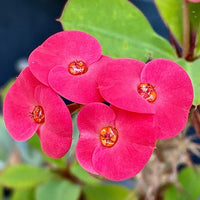 Venus Crown of Thorns (Euphorbia milii) - Ladybird Nursery