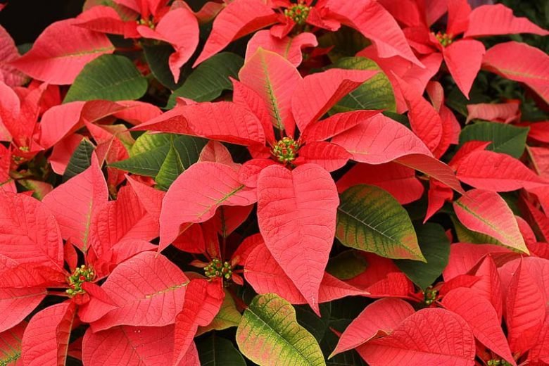 Red Poinsettia (Euphorbia pulcherrima) PICK UP ONLY - Ladybird Nursery