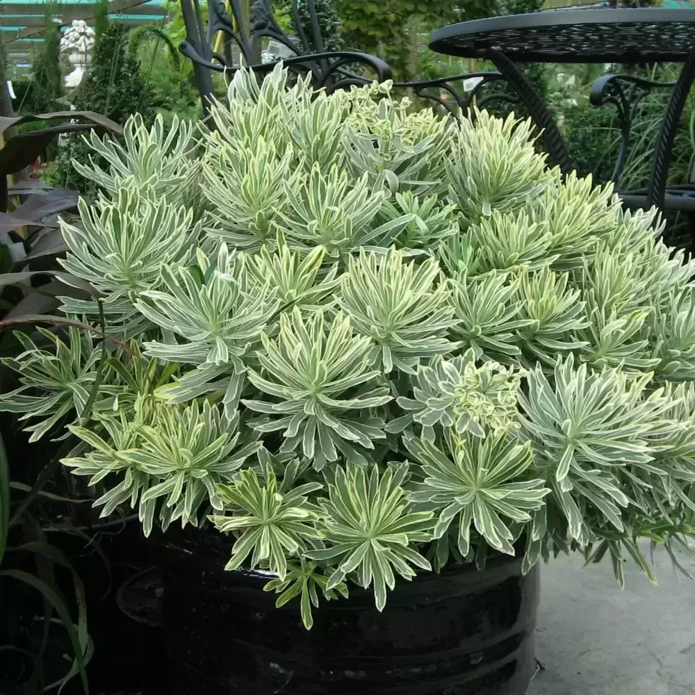 Silver Swan Spurge (Euphorbia characias)