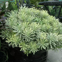 Silver Swan Spurge (Euphorbia characias)
