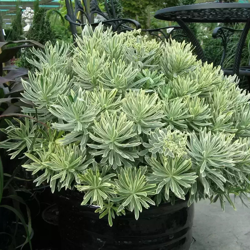Silver Swan Spurge (Euphorbia characias)