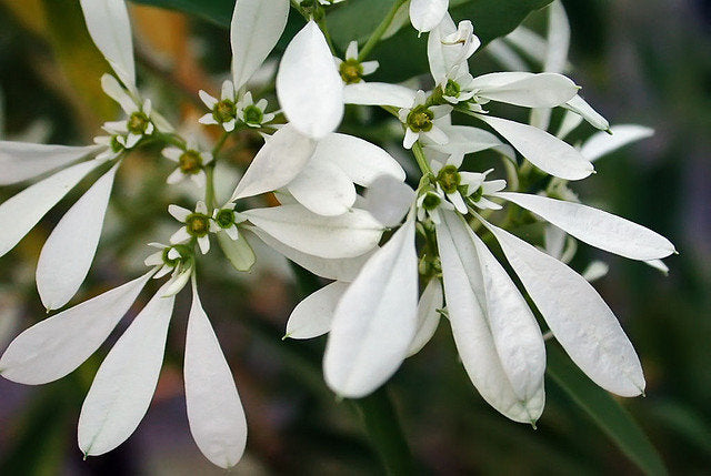 White Sparkles (Euphorbia Stardust)