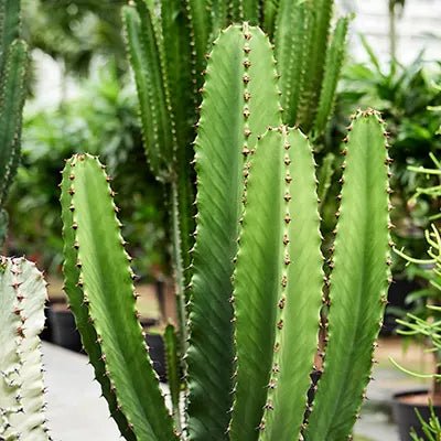 Cowboy Cactus (Euphorbia Cowboy) - Ladybird Nursery