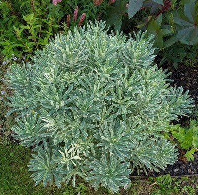 Silver Swan Spurge (Euphorbia characias) - Ladybird Nursery