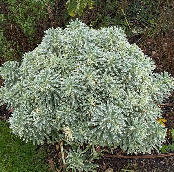 Silver Swan Spurge (Euphorbia characias)