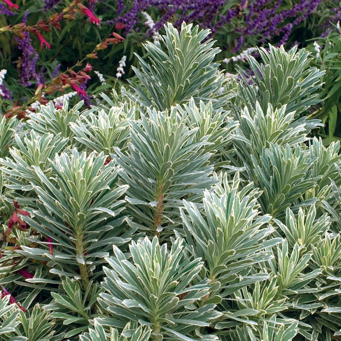 Silver Swan Spurge (Euphorbia characias) - Ladybird Nursery