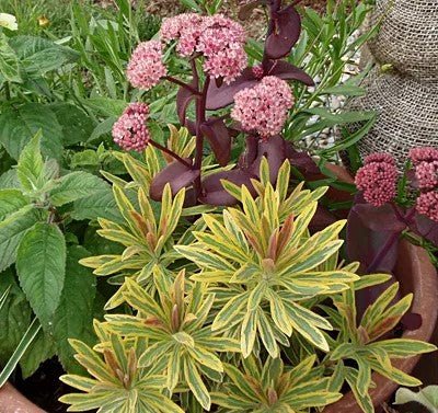 Rainbow Spurge (Euphorbia Ascot) - Ladybird Nursery