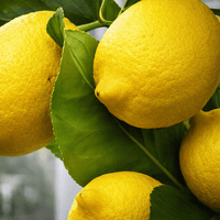 Lemon 'Eureka' 500mm (PICKUP ONLY) - Ladybird Nursery