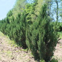 Chinese Juniper Blue Point (Juniperus chinensis) - Ladybird Nursery