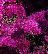 Azalea Amoena - Ladybird Nursery