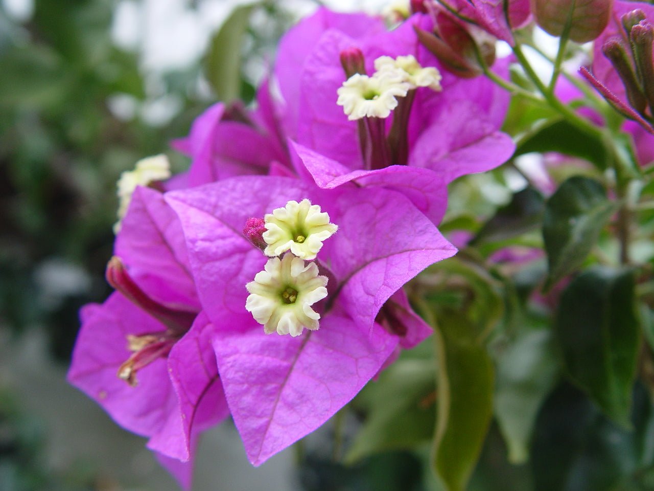 Bougainvillea Evita (Bougainvillea glabra) - Ladybird Nursery