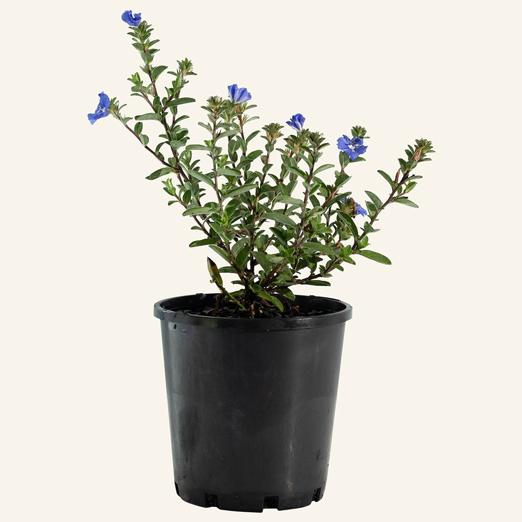 Blue Daze (Evolvulus pilosus)