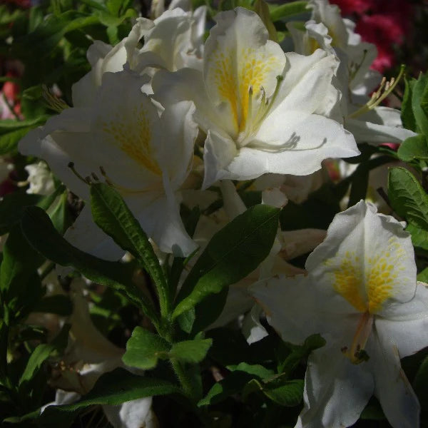 Azalea Mollis Exbury White