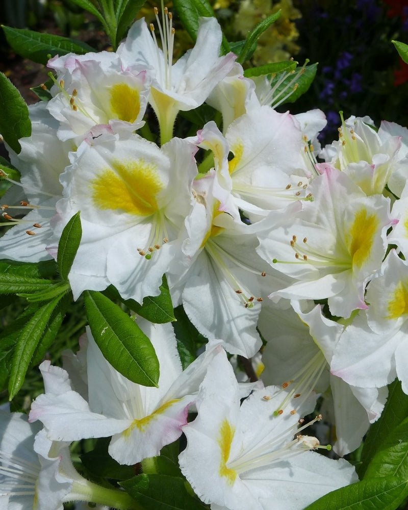 Azalea Mollis Exbury White - Ladybird Nursery