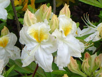 Azalea Mollis Exbury White