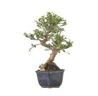 Elm Seiju (Ulmus parvifolia)