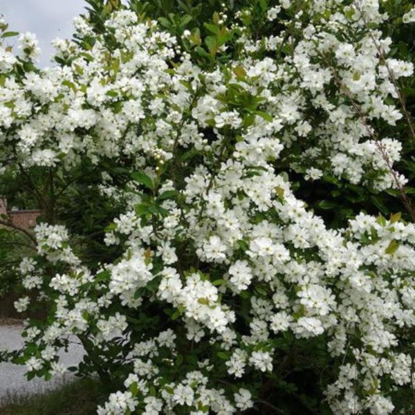 Snow White Exochorda (Exochorda serratifolia)