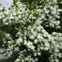 Snow White Exochorda (Exochorda serratifolia)