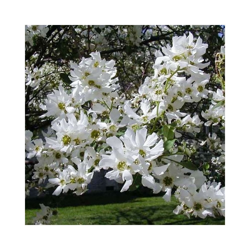 Snow White Exochorda (Exochorda serratifolia)