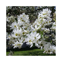Snow White Exochorda (Exochorda serratifolia) - Ladybird Nursery