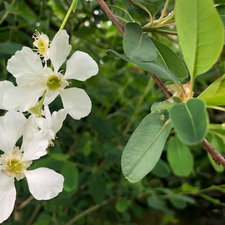 Snow White Exochorda (Exochorda serratifolia)