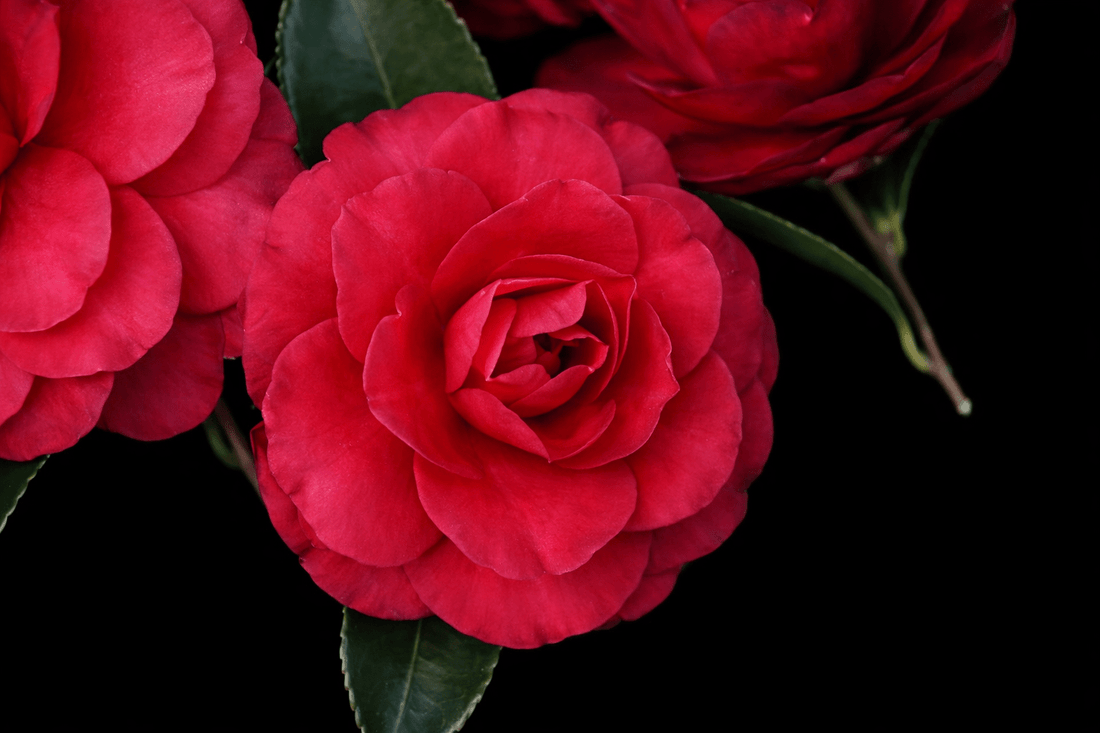 Camellia Exotic Jewel (Camellia sasanqua) - Ladybird Nursery