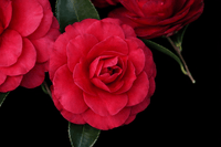 Camellia Exotic Jewel (Camellia sasanqua) - Ladybird Nursery