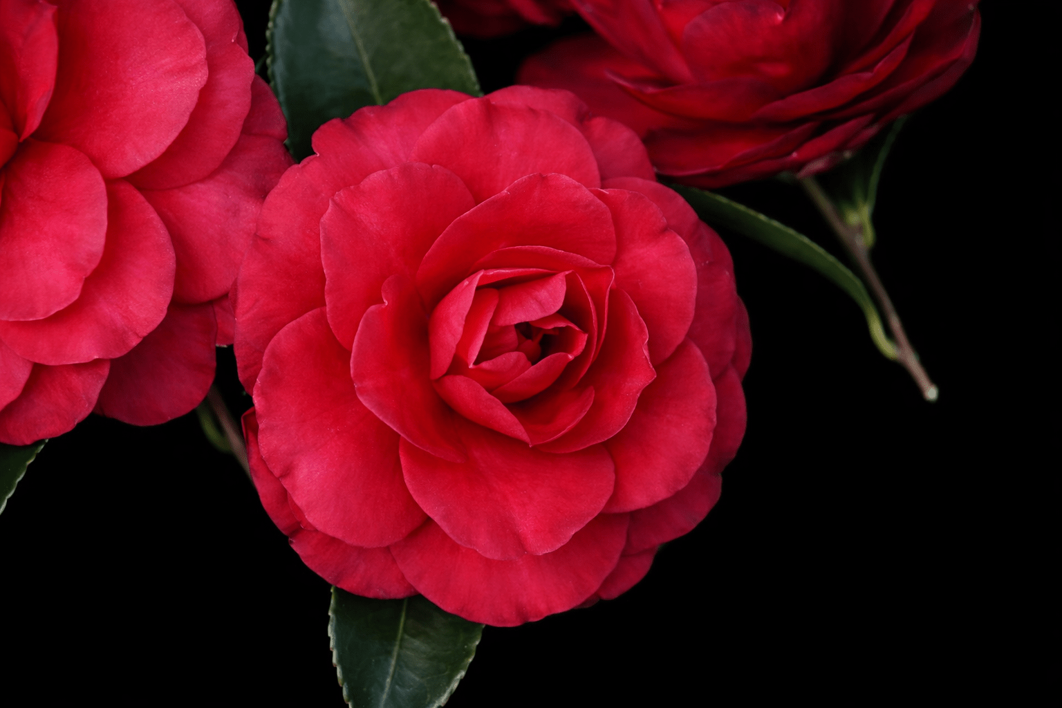 Camellia Exotic Jewel (Camellia sasanqua) - Ladybird Nursery