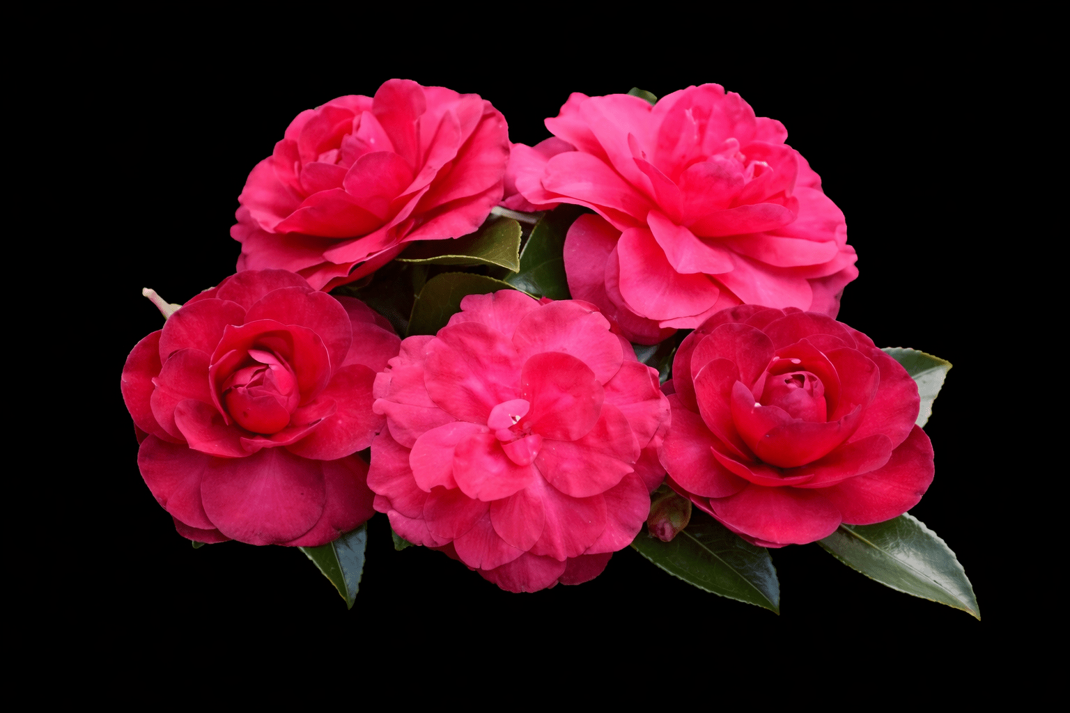 Camellia Exotic Jewel (Camellia sasanqua) - Ladybird Nursery