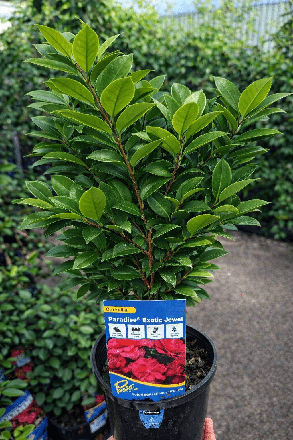 Camellia Exotic Jewel (Camellia sasanqua) - Ladybird Nursery