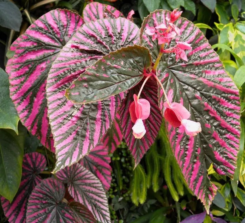 Begonia 'Exotica' - Ladybird Nursery