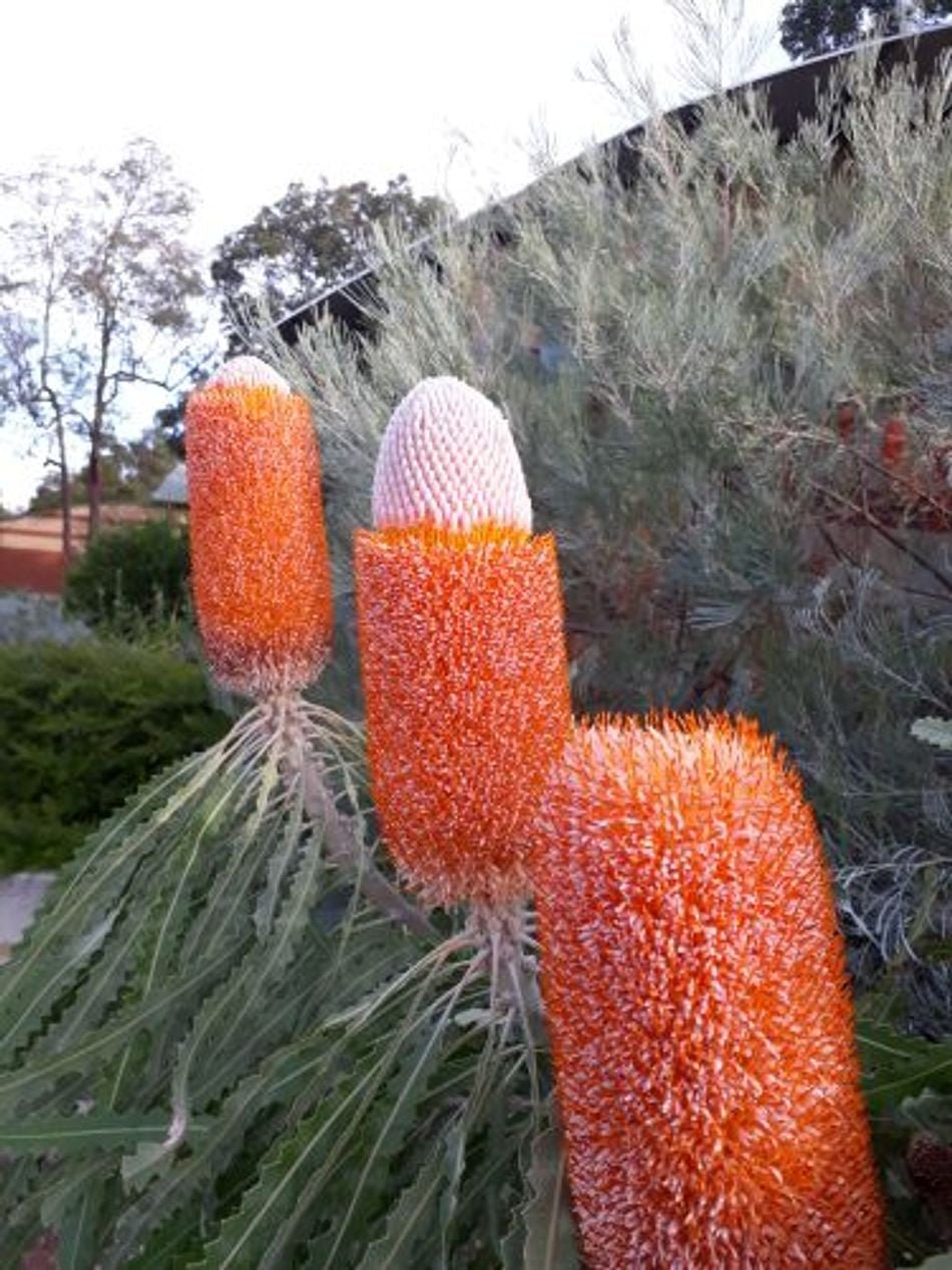 Dwarf Acorn Banksia (Banksia prionotes) - Ladybird Nursery