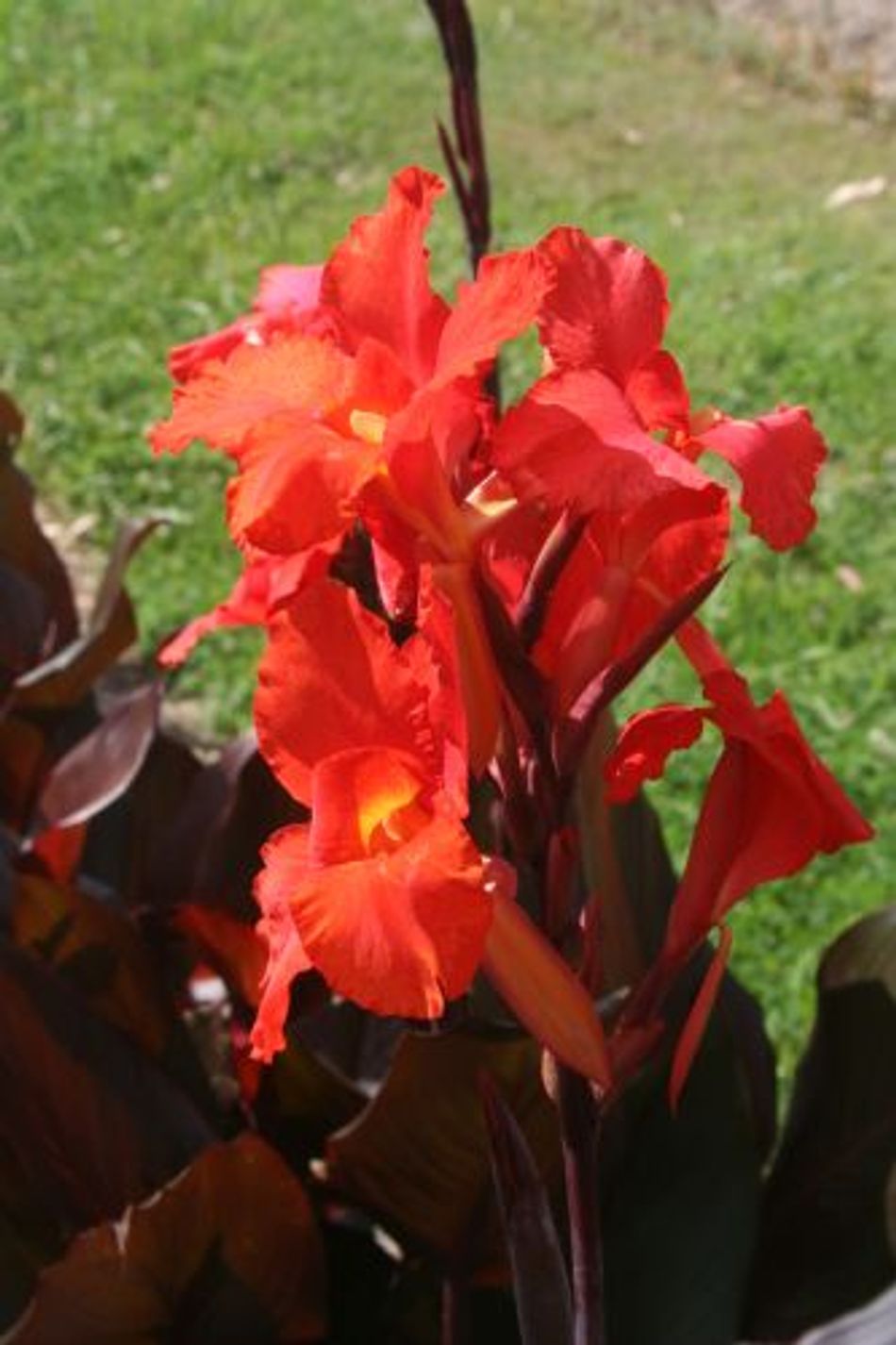 Canna Show Off Australia (Canna orchioides)