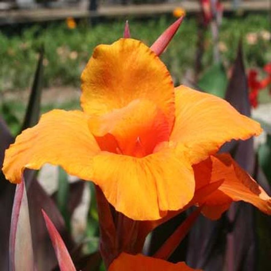 Canna Show Off Emerald Sunset (Canna orchioides)