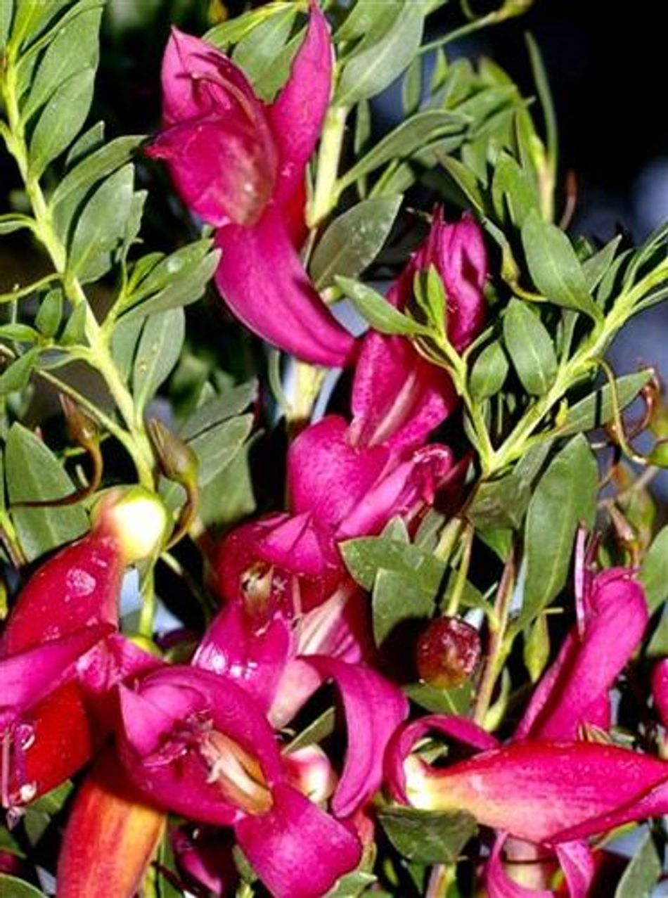 Pink Passion Emu Bush (Eremophila maculata) - Ladybird Nursery
