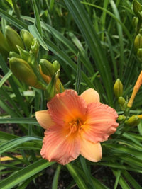Daylily Stella Tangerine (Hemerocallis ) - Ladybird Nursery