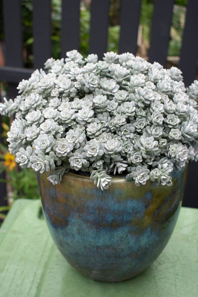 Sedum 'Silver Blob' - Ladybird Nursery
