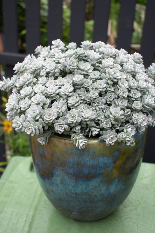 Sedum 'Silver Blob'