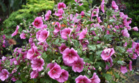 African Rose Mirembe (Anisodontea African)