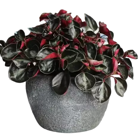 Peperomia Galaxy (Peperomia metallica)