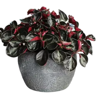 Peperomia Galaxy (Peperomia metallica)