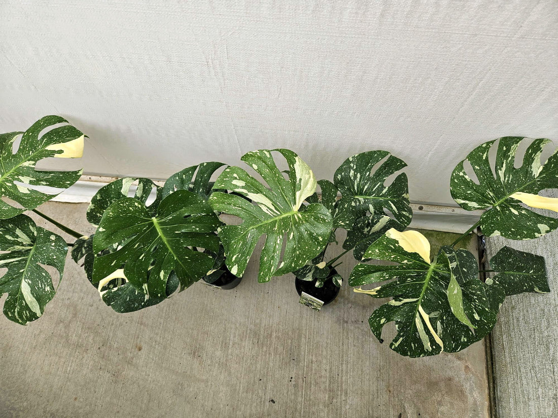 Monstera 'Thai Constellation' - Ladybird Nursery